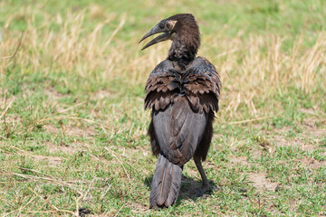 Wall Mural - Young southern ground hornbill