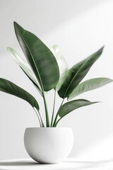 Green plant with lush leaves in a white ceramic jar. Natural green leaves in a beautiful and exotic ceramic jar.