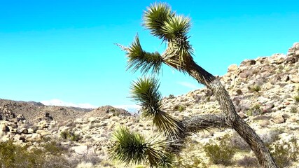 Sticker - Panning Over Joshua Trees with Snowy Mountains in Joshua Tree National Park