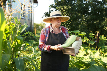 Poster - Senior farmer holding wooden crate with zucchinis outdoors