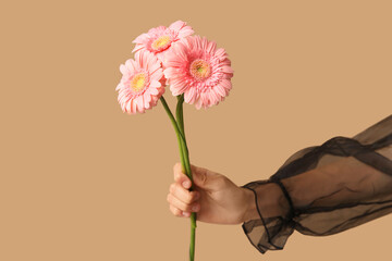 Wall Mural - Female hand holding beautiful pink gerbera flowers on brown background