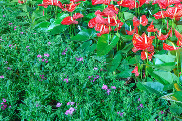 Wall Mural - Park Flower Market in Guangzhou