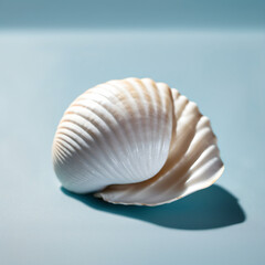 Wall Mural - White Shell