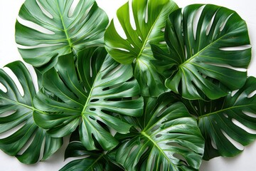 Wall Mural - Exotic Foliage: White Background Mockup of Oversized Green Tropical Leaves