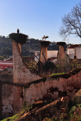 Storks feeding their young in a nest at an old building on a winter day in Silves, Portugal.