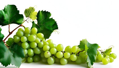 Poster - Vibrant green grapes with leaves on white background for summer fruit themes in healthy food designs