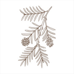 vector drawing branch of coastal redwood tree with leaves and cones, Sequoia sempervirens isolated at white background, hand drawn vintage illustration