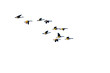 © Luis G. Vergara - Flock of geese flying in the sky on transparent background with copy space. PNG file.