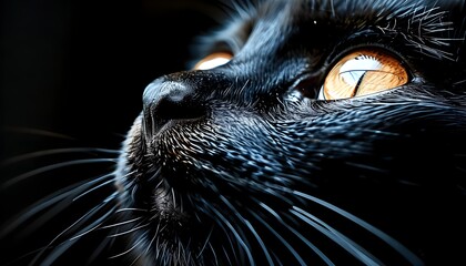 Wall Mural - Intense gaze of a black cat with prominent whiskers against a dark backdrop, showcasing expressive amber eyes