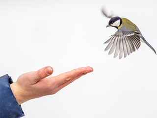 Canvas Print - A tit sits on a man's hand and eats seeds.