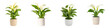 © wanavit - A collection of elegant white flower pots featuring lush green plants, perfect for home decor and indoor gardening aesthetics. transparent background