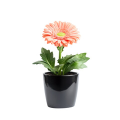 Beautiful pink gerbera flower in a sleek black pot, perfect for home decor or gift giving, enhancing any indoor space. transparent background