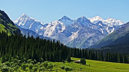 Wall Mural - Aerial view of green grassland and forest with snow mountain natural landscape in Xinjiang, China. Beautiful mountain range scenery in summer.