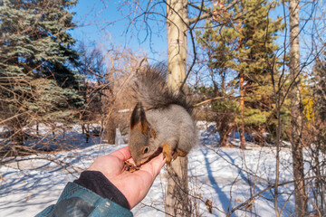 Wall Mural - Squirrel eats nuts from a man's hand. Caring for animals in winter or autumn.