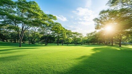 Lush Green Grass in a Vibrant Outdoor Landscape