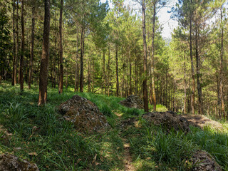 The beauty of pine forests with towering trees