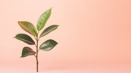 Poster - A small beach tree plant displays vibrant green leaves as it leans against a smooth pastel background, emphasizing natural beauty in a minimalist arrangement