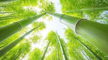 Green bamboo forest with lush, tropical foliage and towering trees