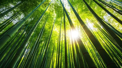 Poster - bamboo forest background