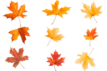 Sticker - Autumn maple leaves falling isolated on white background
