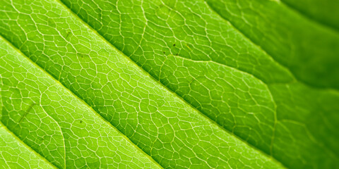 green leaf texture