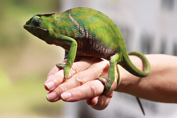 Camaleonte del Madagascar, primo piano