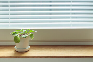 Wall Mural - Small potted violet in a white ceramic pot on a wooden window sill at home. Indoor gardening, caring for houseplants at home. African violet flower saintpaulia