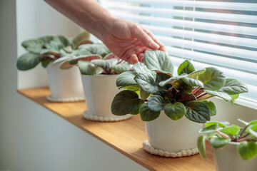 Wall Mural - Potted violets on wooden window sill, woman take care about plants in white pots at home. Indoor gardening, caring for houseplants at home.