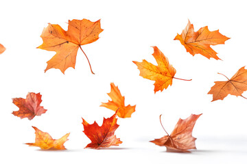 Poster - Autumn maple leaves falling isolated on white background