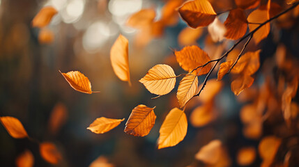 Sticker - Autumn Landscape background  - Trees And Orange Foliage In Park At Sunset
