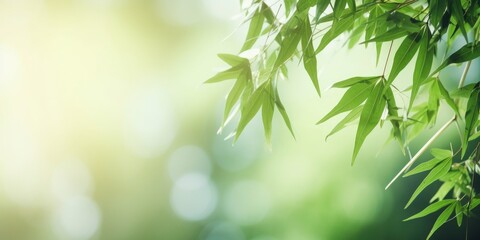 Beautiful green bamboo with blur bokeh nature background