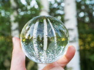Wall Mural - glass ball shows three birch tree trunks in a forest. abstract nature background.