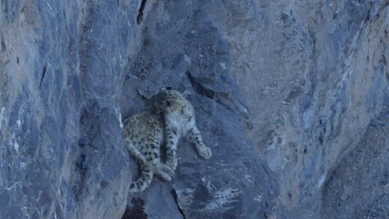 Fototapete - Snow leopard, Panthera uncia,  in rock habitat, wildlife nature. Snow leopard on stone in winter, sitting in the nature stone rocky mountain habitat, Spiti Valley, Himalayas in India. 