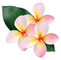 Plumeria, frangipani flowers isolated on transparent.