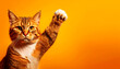 © Alberto Masnovo - Close-up of a beautiful cat with a determined look with its paw raised like a human fist, on an orange-yellow background with copy space. Animal rights support and protest concept. Generative Ai.