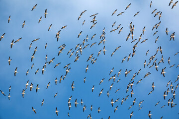 a flock of storks migrating to warmer countries.