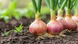 © Olha - Growing shallot onion harvest and producing vegetables cultivation