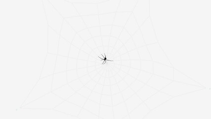 spider web animation with alpha channel - 4k video