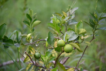 Lemons grow on a fruit tree in a sunlit orchard, their vibrant yellow peel and juicy flesh packed with vitamin C. Native to India, lemons are now cultivated worldwide.