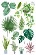 Botanical png watercolor plant set