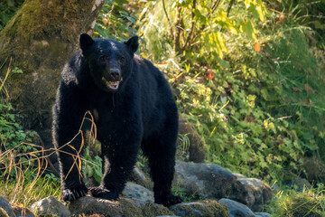 Black Bear