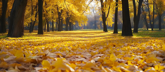 Wall Mural - Yellow leaves blanket the fall park creating a picturesque scene with ample copy space image