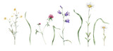 Watercolor botanical set of summer meadow flowers. Hand drawn illustration of pink clover and blue bluebell. Yellow buttercup and green grass and white chamomile on isolated background.