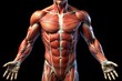 © Md - Detailed Illustration of Human Muscular System Showing Arm, Chest, and Abdominal Muscles with Anatomical Clarity Against a Dark Background