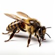 © Irinka Dimkovna - Bee isolated on white background.