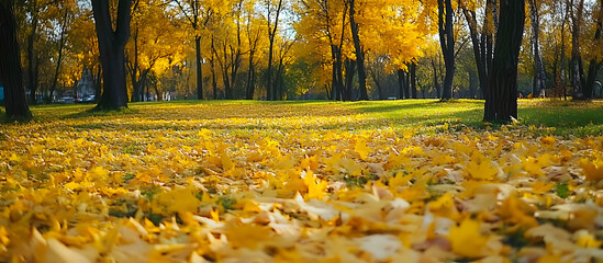 Wall Mural - Yellow leaves blanket the fall park creating a picturesque scene with ample copy space image