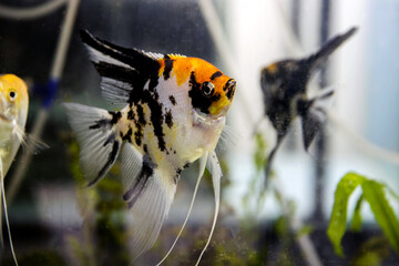 Tricolor koi freshwater angelfish - Pterophyllum scalare 
