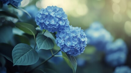 Poster - Beautiful blue hydrangeas bloom in a garden during sunset, showcasing vibrant colors and soft light