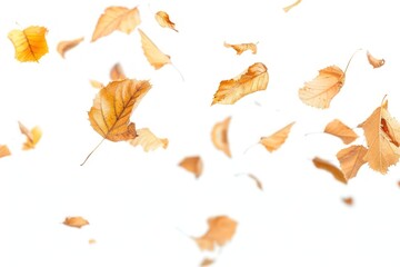 Canvas Print - Autumn leaves falling white background