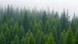 © Ari Akram - A dense forest of tall pine trees in various shades of green, with a misty, foggy background